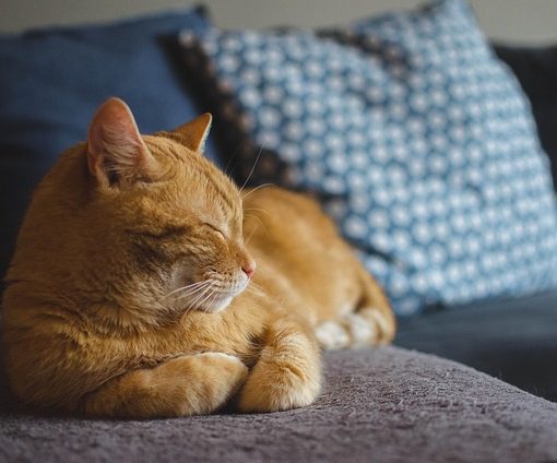 ארגז צרכים לחתול