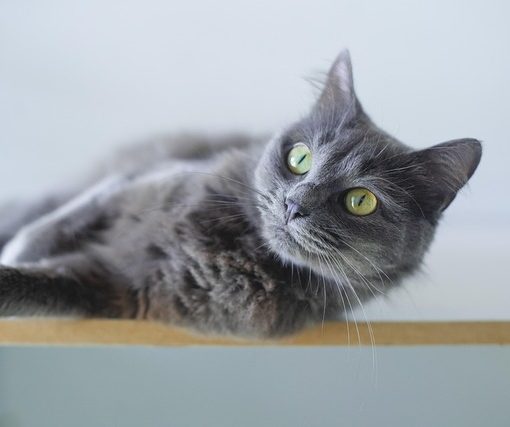 מה זה ליטר רובוט ואיך הוא מנקה לבד?