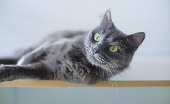 מה זה ליטר רובוט ואיך הוא מנקה לבד?