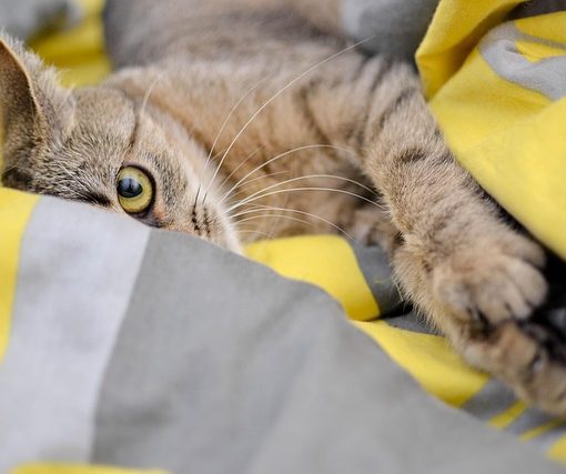 האם ליטרובוט באמת חוסך ניקיון יומי?