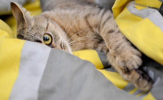 האם ליטרובוט באמת חוסך ניקיון יומי?