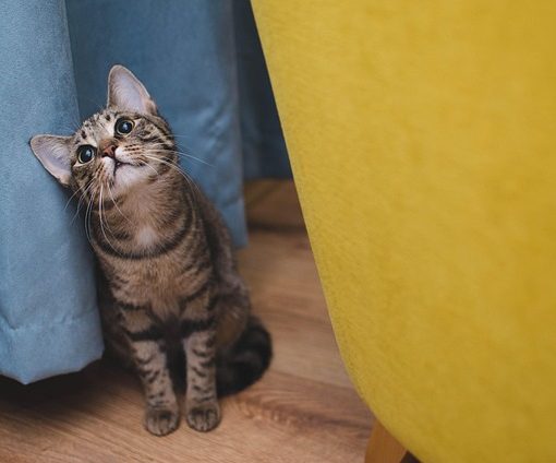 מה הם שירותים לחתול אוטומטי ולמי זה מתאים?