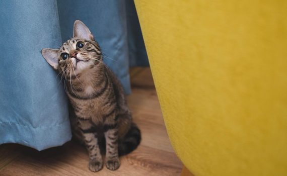 מה הם שירותים לחתול אוטומטי ולמי זה מתאים?