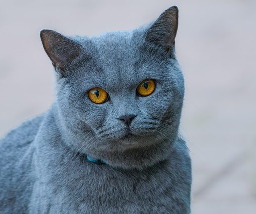 איך עובד ארגז חול לחתולים שמנקה את עצמו?