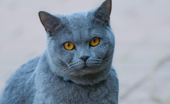 איך עובד ארגז חול לחתולים שמנקה את עצמו?