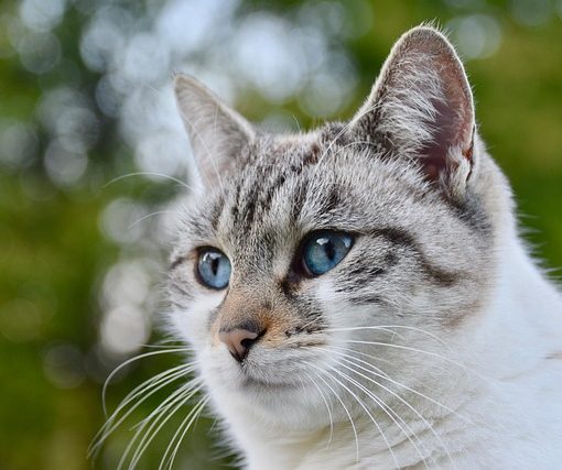 למה לבחור ארגז חול לחתול אוטומטי?