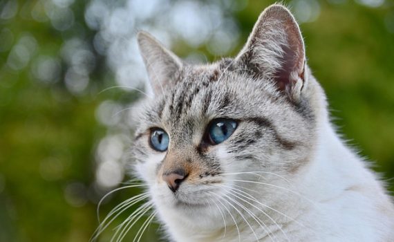 למה לבחור ארגז חול לחתול אוטומטי?