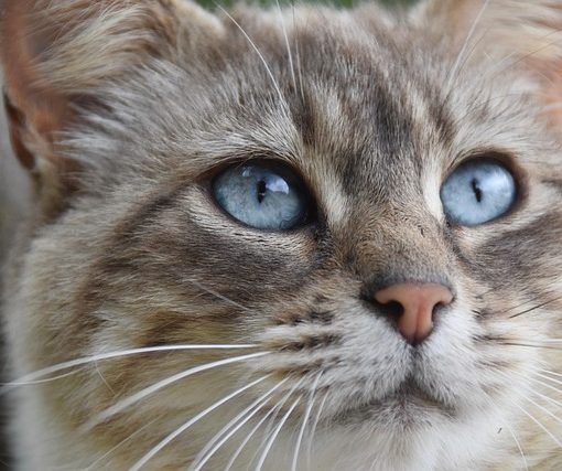 איך Litter Robot עובד ומה היתרונות שלו?