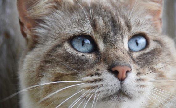 איך Litter Robot עובד ומה היתרונות שלו?