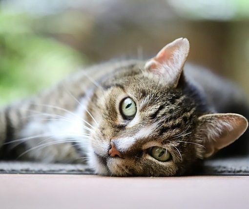 מה היתרונות של ארגז חול חשמלי לחתול?