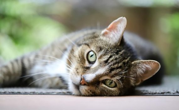 מה היתרונות של ארגז חול חשמלי לחתול?