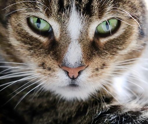 איך שירותי חתולים אוטומטיים משפרים את איכות החיים?