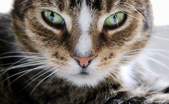 איך שירותי חתולים אוטומטיים משפרים את איכות החיים?