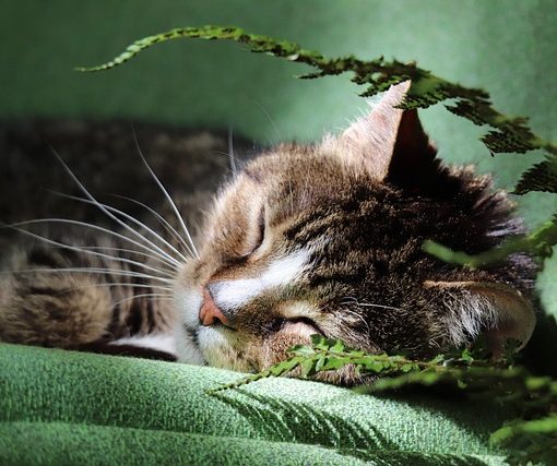 האם ארגז חול אוטומטי לחתול באמת שווה את זה?