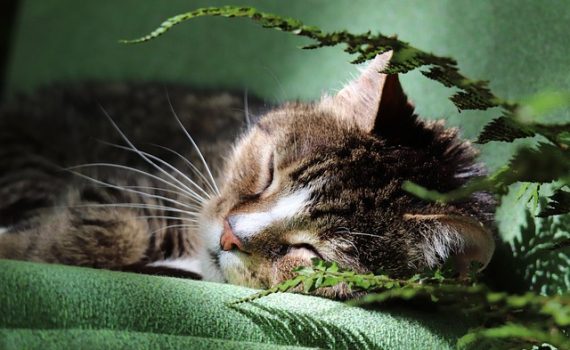 האם ארגז חול אוטומטי לחתול באמת שווה את זה?