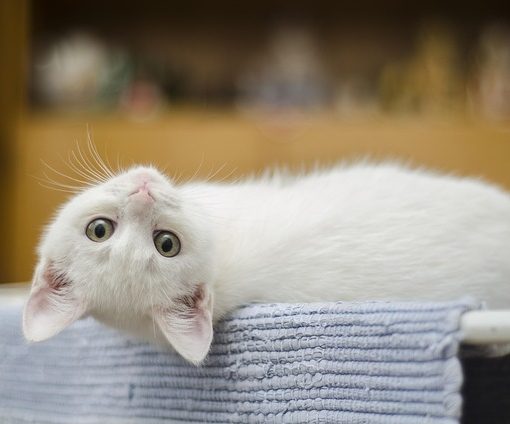 מה זה Litter Robot 4 ולמה כולם מדברים עליו?